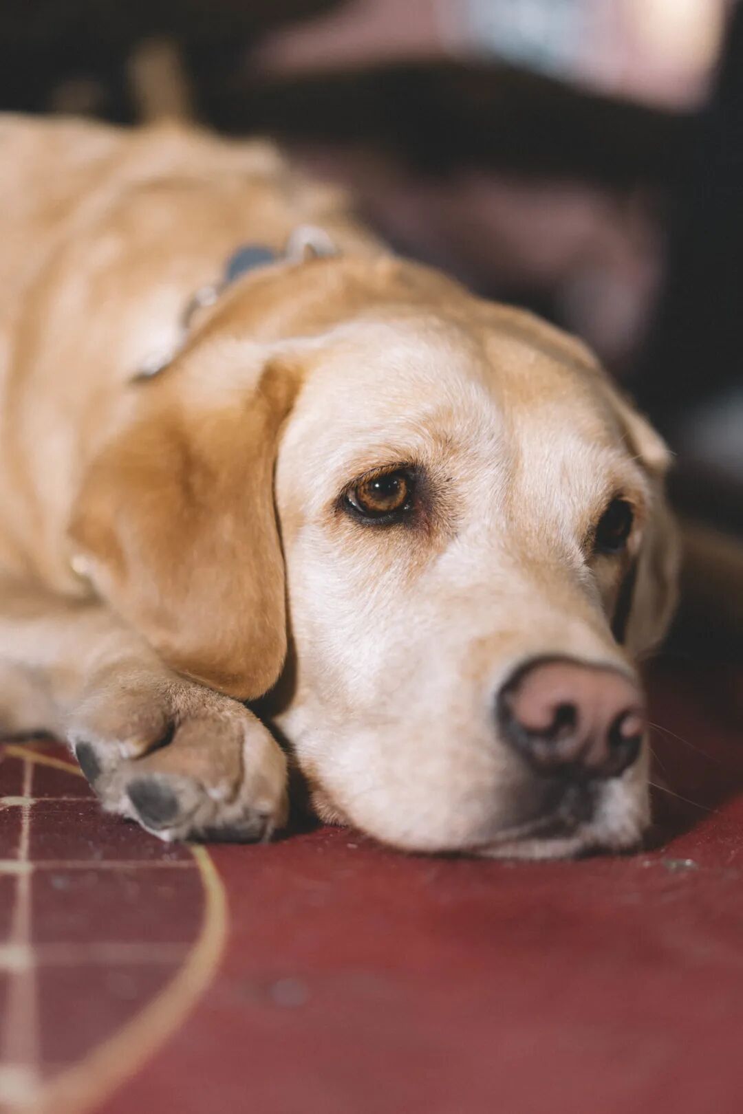 北京愛心大使 盲友組樂隊,把耳朵叫醒!(圖9) 北京愛心大使 盲友組樂隊,把耳朵叫醒!(圖9)